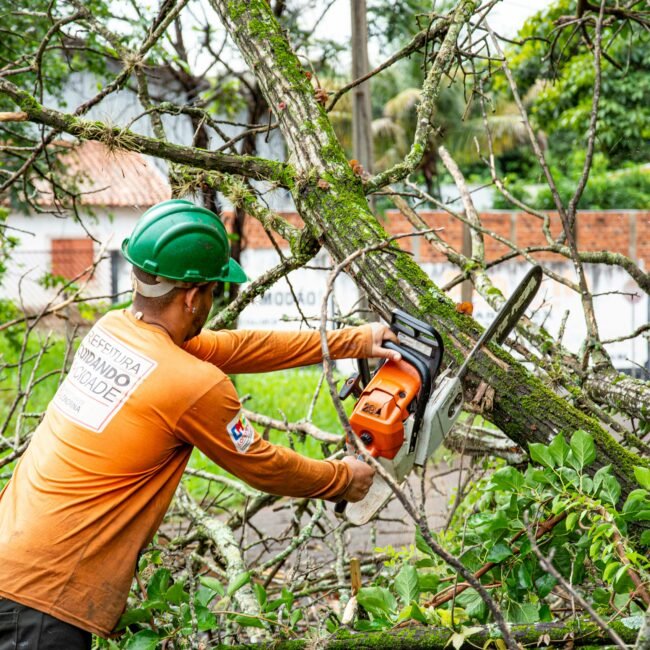 Tree maintenance worker using chainsaw in londrina